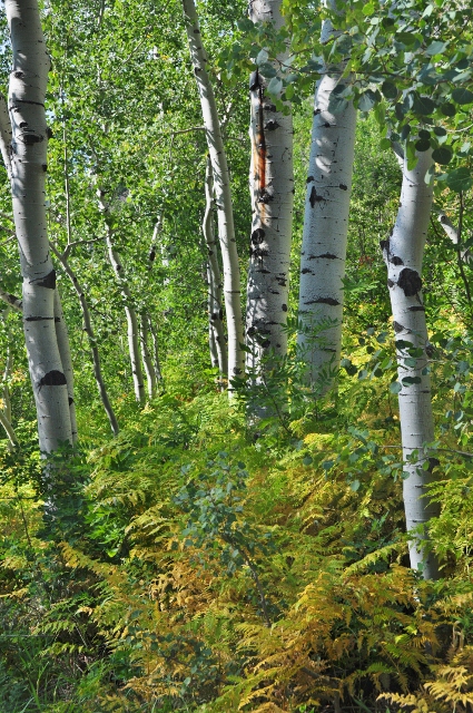 aspens with a touch of fall